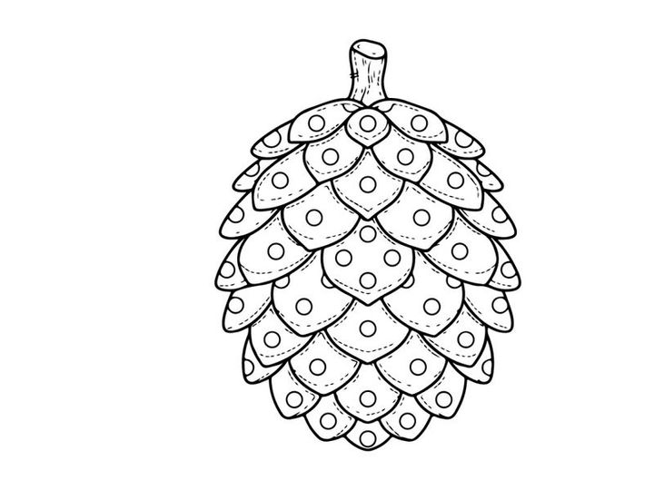 Pine cone line art illustration. Hand drawn botanical sketch of a coniferous seed pod.
