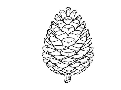 Close-up of a pine cone on white background. Natural botanical detail for nature or holiday themes.