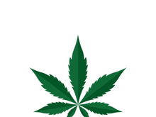 Canabis leaf logo and symbol vector