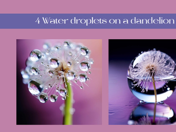 Water droplets on a dandelion preview picture