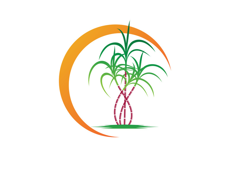 Sugarcane logo vectcr