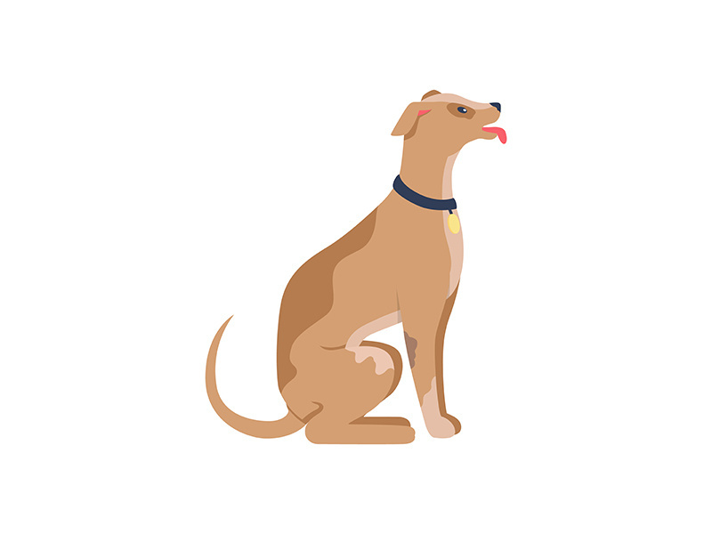 Obedient dog in collar flat color vector detailed character