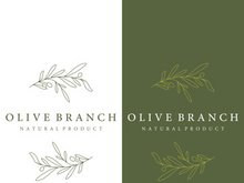 Hand drawn Botanical logo,leaf and natural olive fruit .Herbal, olive oil,cosmetic or beauty.