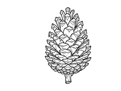 Close-up of a pine cone on a white background. Natural botanical detail for nature or craft projects.