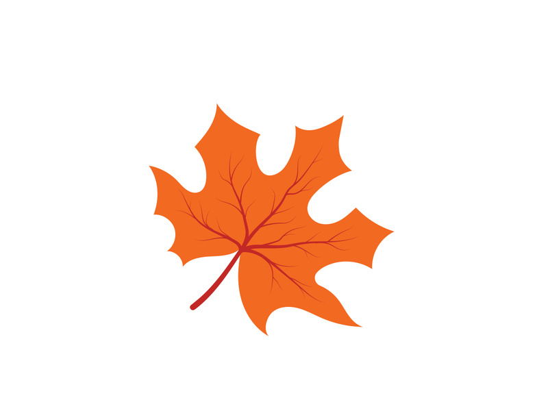 Maple Leaf design illustration