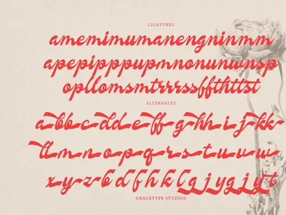 Nevroda Wisdom | Vintage Bold Script