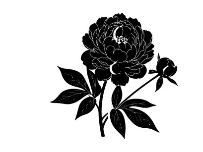 Silhouette of a blooming flower with leaves and bud