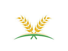 Agriculture wheat vector