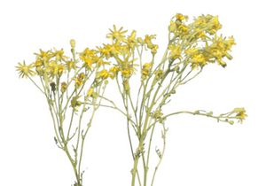 3 Meadow Plant Cutouts