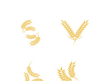 Wheat logo vector icon illustration design