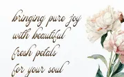 Pitholica Delicate | Classic Elegant Script