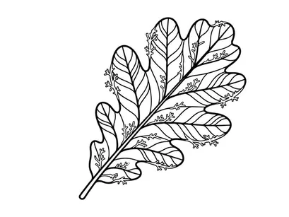 Detaillierte Blatt-Illustration für botanisches Design. Künstlerisches Naturelement für kreative Projekte.