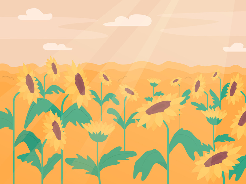 Sunflower field flat color vector illustration