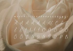 Haniquta | Beauty Calligraphy Script