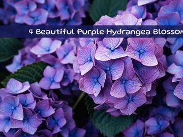Beautiful Purple Hydrangea Blossoms preview picture