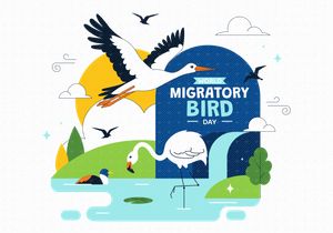 10 World Migratory Bird Day Illustration