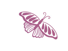Butterfly, SVG Vector Illustration