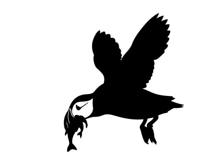 Silhouette of an eagle catching a fish in mid air