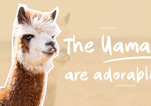 Quintero Script Font