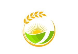 Agriculture wheat rice icon illustration