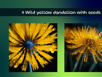 Wild yellow dandelion with seeds preview picture