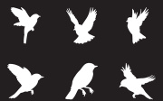 Bird Silhouette Element Design