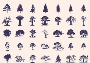 Silhouettes Trees Set, Pine Tree fir pruce cedar white patch alder elm birch ash cypress beech palm tree.