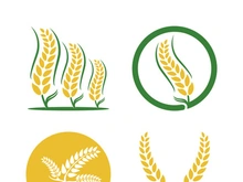 Wheat logo vector icon illustration design
