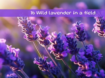Wild lavender in a field preview picture