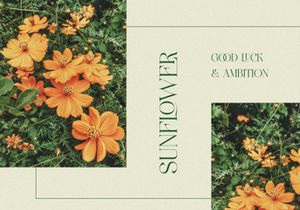 FLOWRISE || Display Ligature Serif