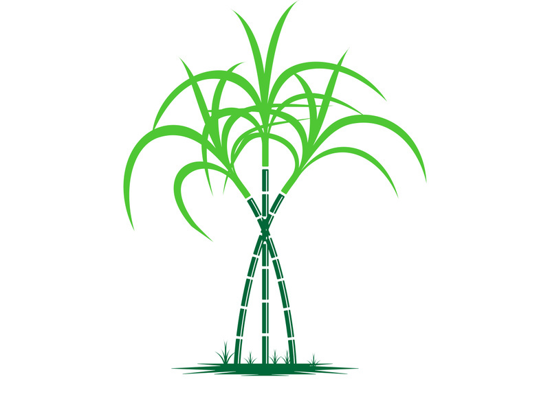 Sugarcane logo vectcr