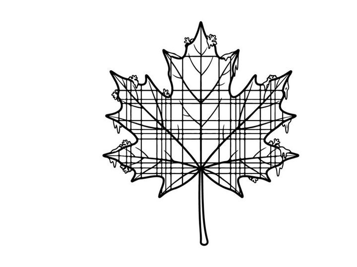 Close-up of a detailed autumn maple leaf. Natural fall foliage with vibrant colors.