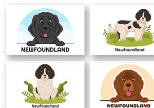 12 Newfoundland Dog Illustration