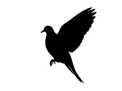 Silhouette of a bird in flight with wings spread wide