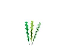 seaweed vector illustration template
