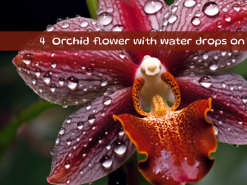 Orchid flower with water drops preview picture