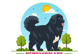 10 Newfoundland Dog Illustration