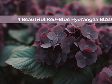 Beautiful Red blue Hydrangea Blossoms preview picture