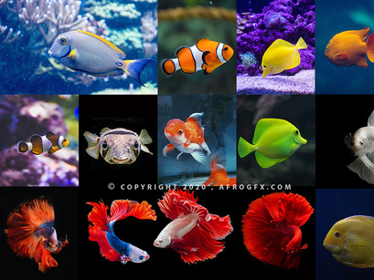Sea Life (Fish) Free Stock Photos