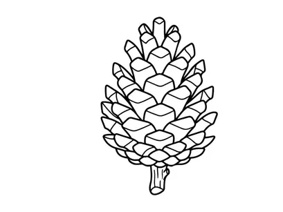 Close-up of a pine cone on a white background. Natural botanical detail for nature or craft projects.