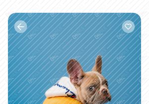 Hayvon - Pet Shop Grooming Mobile App