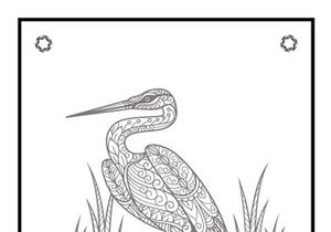 6 Birds Coloring Book Pages KDP Interior.