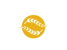 Agriculture wheat vector