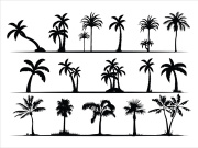 Palm Tree Collection and Silhouettes