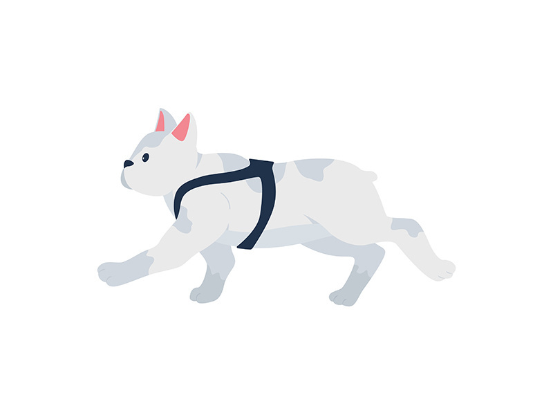 Grey french bulldog flat color vector detailed character