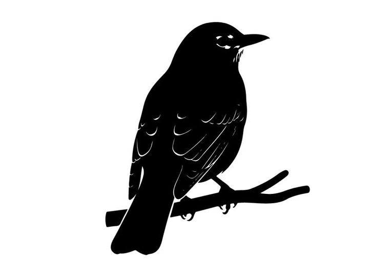 Silhouette of a bird perched on a branch in profile view