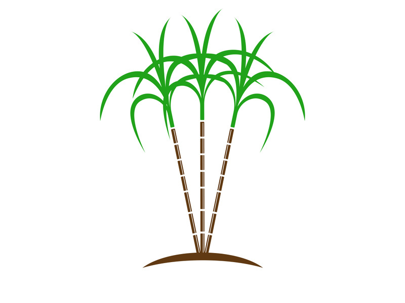 Sugarcane logo vectcr