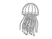 Jellyfish underwater floating sea life vector illustration