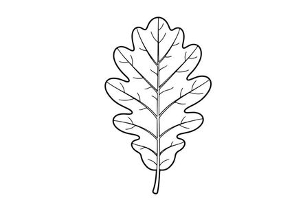 Close-up de uma folha de carvalho com veias detalhadas. Ilustração botânica natural para projetos de design ecológico, natureza ou plantas.