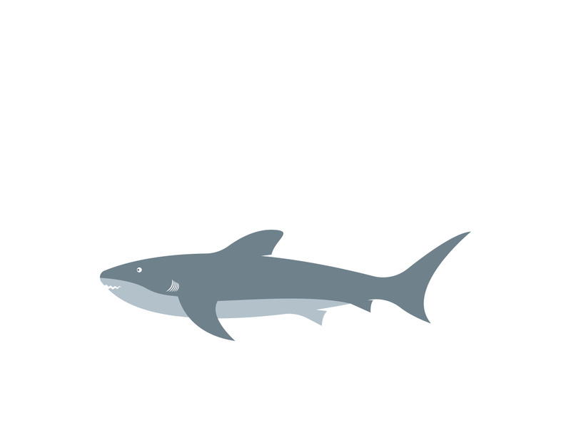 Shark illustration logo template vector